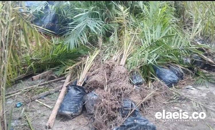 Soal Kejanggalan Replanting Sawit di Teluk Merbau Siak, Jaksa Mulai Panggil Sejumlah Pihak