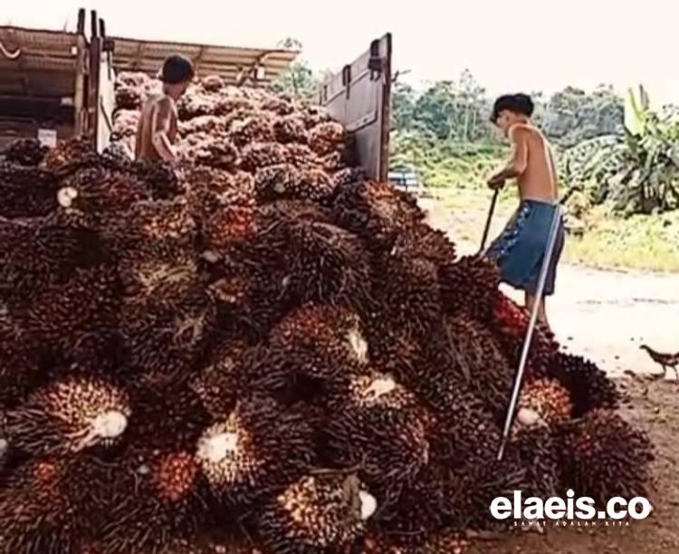 Produksi Anjlok, Harga Sawit Bengkulu Dibeli Rp2.700,10/kg