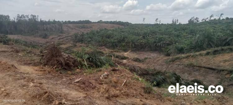 Korporasi HTI vs Petani Sawit Mandiri