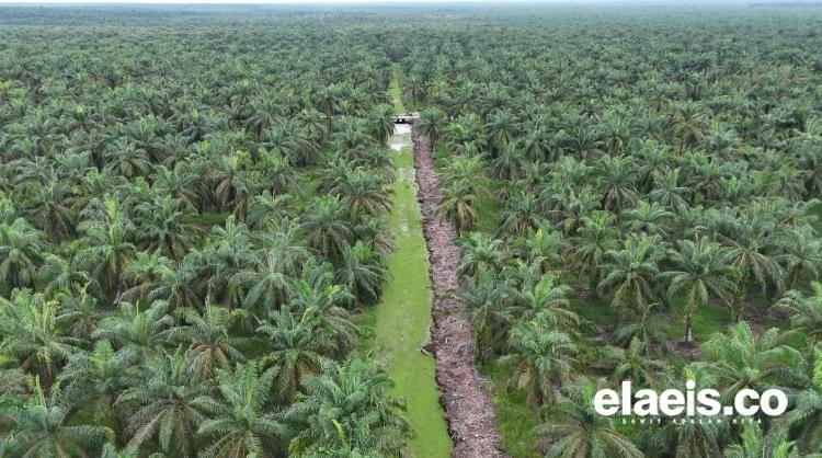 Produktivitas Sawit vs Produktivitas Hutan