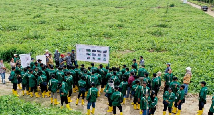 Petani Sawit Batubara Dilatih Tingkatkan Produksi CPO