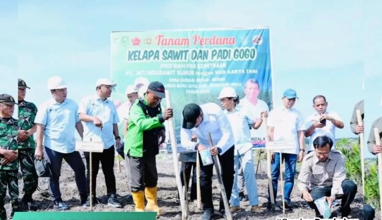 Padi Gogo dan Bibit Sawit Ditanam Serentak di Lahan Replanting Milik Petani Plasma di LBJ