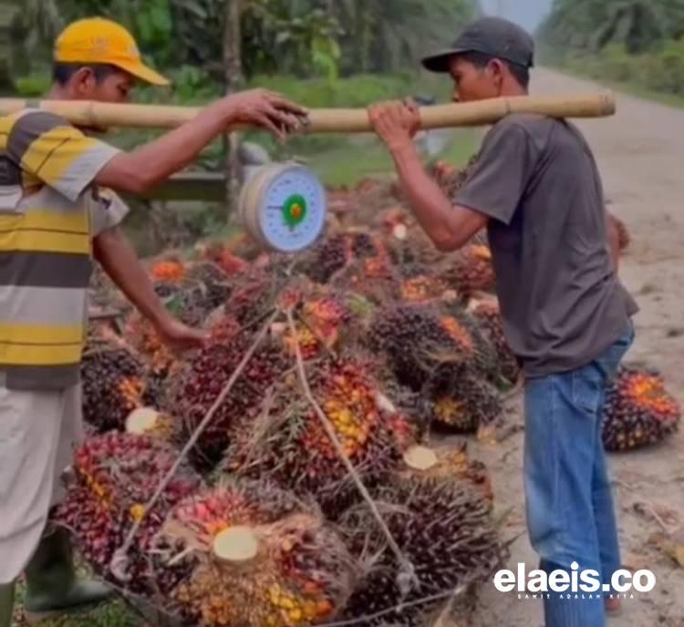 Beda Harga Sawit Plasma dan Swadaya Sumut sampai Rp977/kg