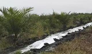 Cerita Replanting Sawit di Teluk Merbau Siak: Dapat Dana Miliaran Dari Pusat, Bibit Terkesan Asalan