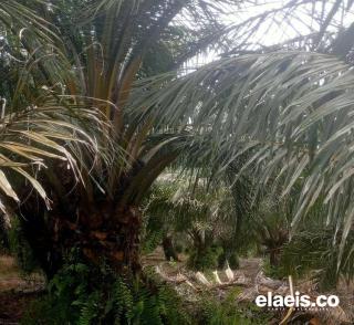 Ekspor Sawit RI Melejit 20%, Jadi Penyelamat Neraca Dagang April 2025