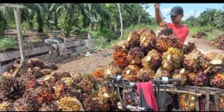 Merangkak Naik,  Harga Sawit Plasma di Riau Rp3.427,27/Kg