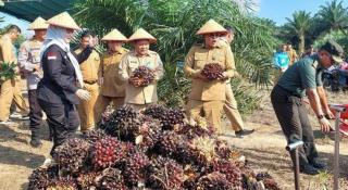 Panen Perdana di Nyelanding, Program Bibit Sawit Gratis di Bangka Selatan Membuahkan Hasil