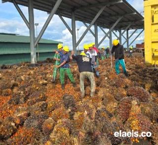 Anjlok Lagi, Harga Kelapa Sawit Plasma di Sumut Hanya Rp3.327,10/kg