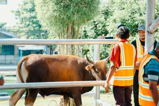 PTPN IV PalmCo Salurkan 61 Ton Daging Kurban ke Lebih dari 50 Kabupaten/Kota di Indonesia