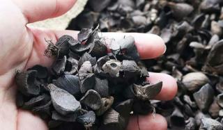 Indonesia-Jepang Kerja Sama Genjot Ekspor Cangkang Sawit dan Serbuk Kayu