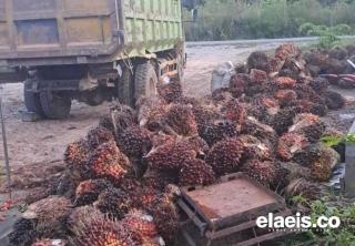 Harga Plasma Turun, Harga Mitra Swadaya Riau Juga Ikut Merosot Periode Ini