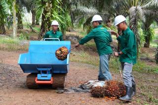 BPDP hingga Perusahaan Sawit Takjub Melihat Mahasiswa INSTIPER Praktik Lapangan