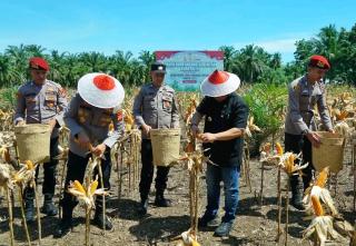Gertam Tumpang Sari dengan Sawit Hasilkan Lebih 5.700 Ton Jagung di Bengkulu