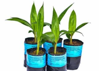 Didesain Hasilkan Bunga Jantan, Benih Buatan Socfindo Siap Tingkatkan Fruitset Sawit