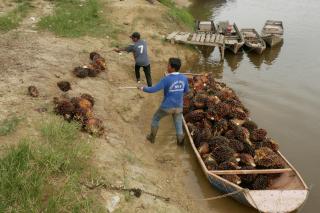 Harga TBS Mitra Swadaya Riau Naik Periode Ini, Segini Harganya