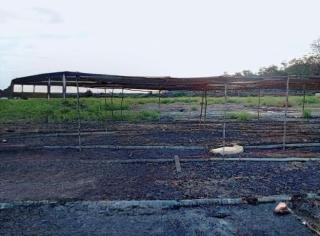 Bangun Kebun Sawit, Masyarakat Ngguti Ingin Jadi Tuan di Tanah Sendiri