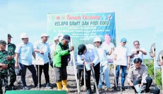 Padi Gogo dan Bibit Sawit Ditanam Serentak di Lahan Replanting Milik Petani Plasma di LBJ