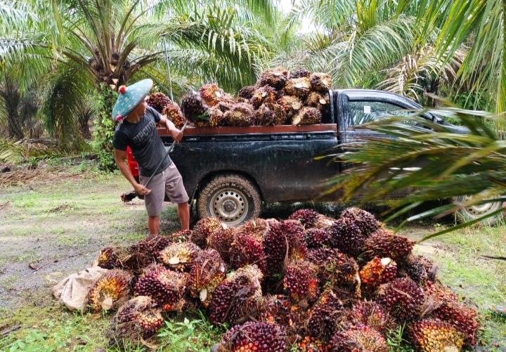 Periode Kedua Juni, Sawit Kaltim Dibeli Rp3.085,35/kg