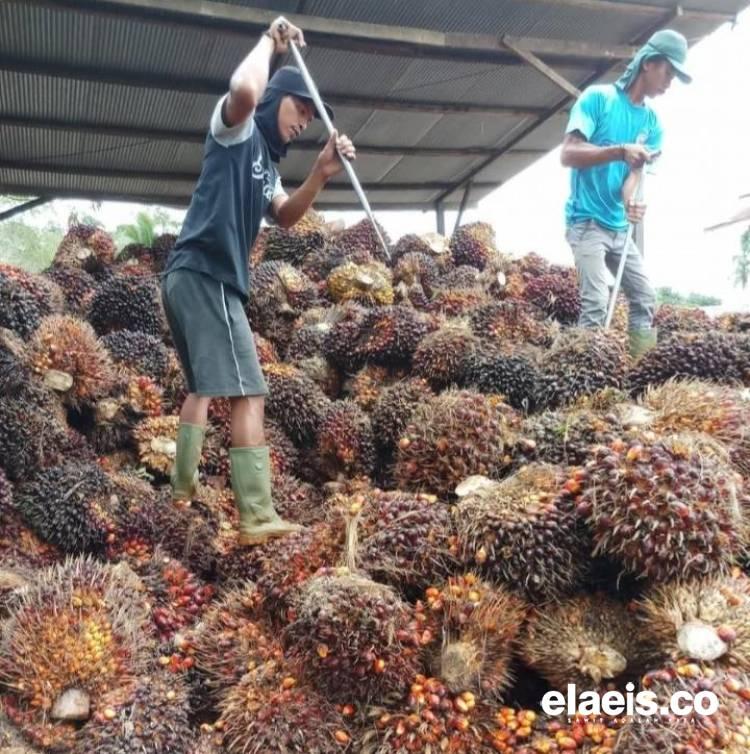 Harga Sawit Plasma Sumut Baik Jadi Rp3.269,54/kg