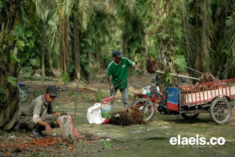 Turun Tipis, Segini Harga Sawit di Jambi