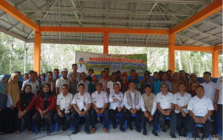 Cara Dapatkan Hibah Dana Peremajaan Sawit Disosialisasikan di Way Tuba