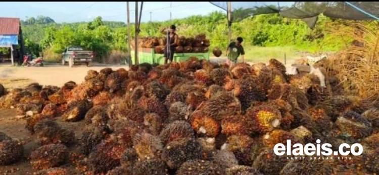 Dibeli Rp3.316,24/kg, Harga Sawit Plasma Riau Kembali Naik Minggu Ini
