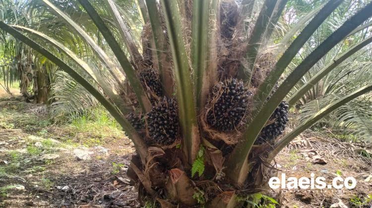 Plasma Naik, Harga Mitra Swadaya Di Riau Ikut Terdongkrak