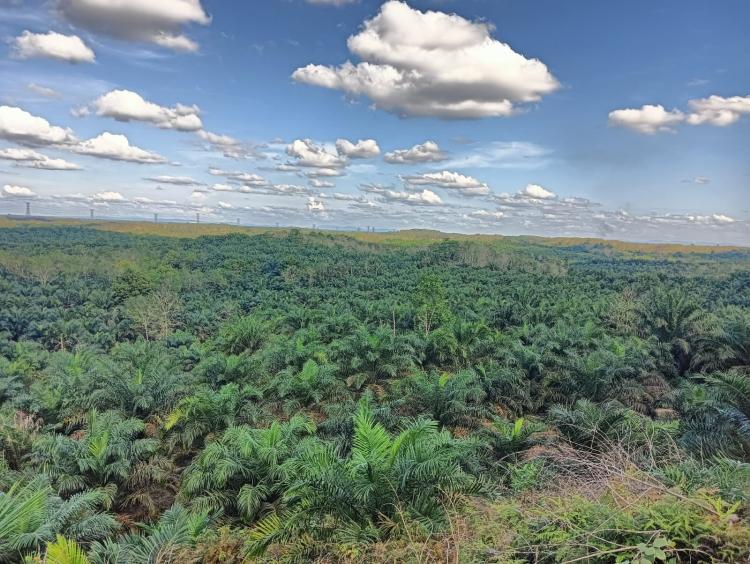 Irigasi Rusak Jadi Pemicu Lahan Persawahan Berubah Jadi Kebun Sawit di Mukomuko