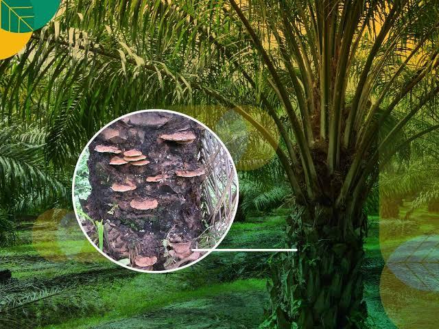 Ini 3 Jurus Ampuh Kendalikan Ganoderma, Petani Sawit Wajib Coba!