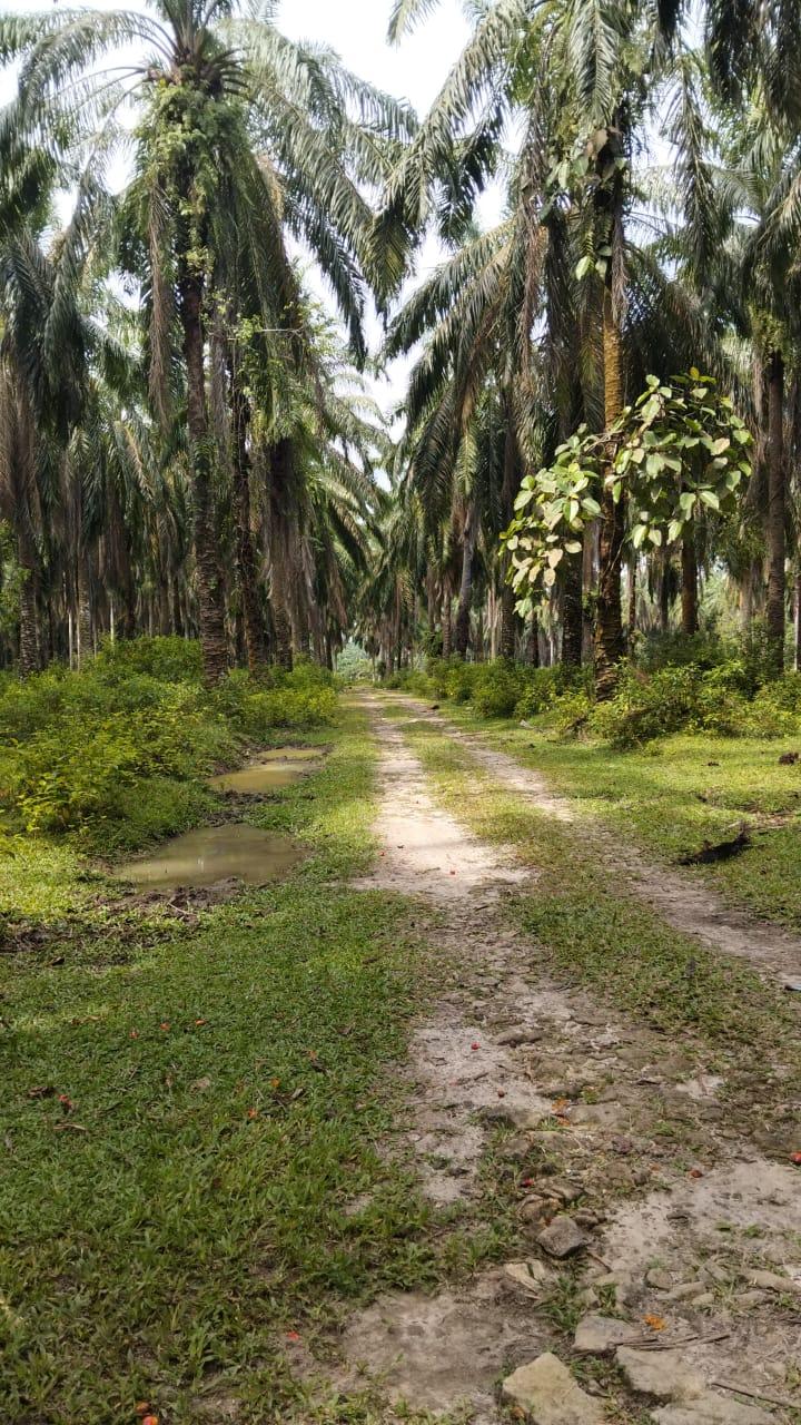 1.022 Hektar Kebun Sawit Plasma di Sumut Diklaim Masuk Kawasan Hutan