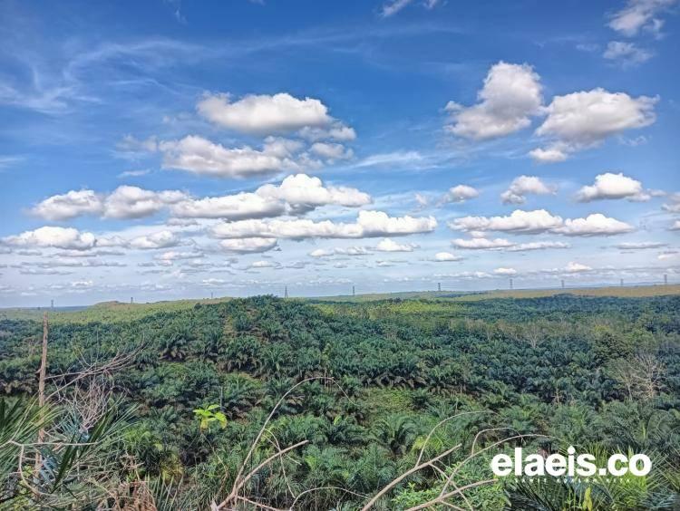 Pemprov Riau Genjot PSR Sampai 10.800 Hektar Tahun Ini