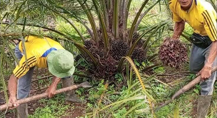 8 Cara Merawat Sawit Stres Ala Cak Kukuh