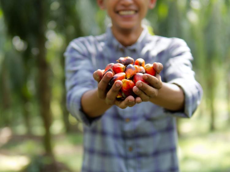 Berkat KoltiTrace, Petani Sawit Bisa Penuhi Standar EUDR Cuma dari Ponsel