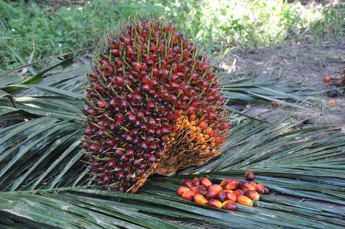 Fruit Set Sawit Minim? Simak Solusi Ala Dr Fizrul