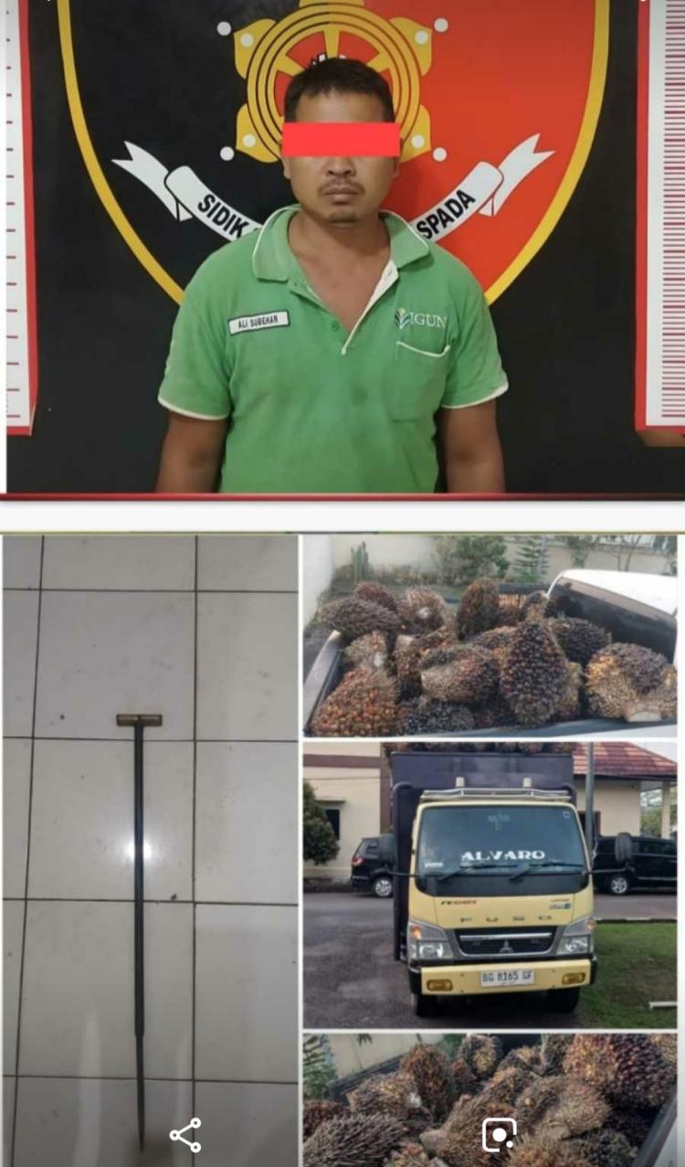 Gelapkan Buah Sawit, Supir Perusahaan Dijebloskan ke Balik Jeruji Besi