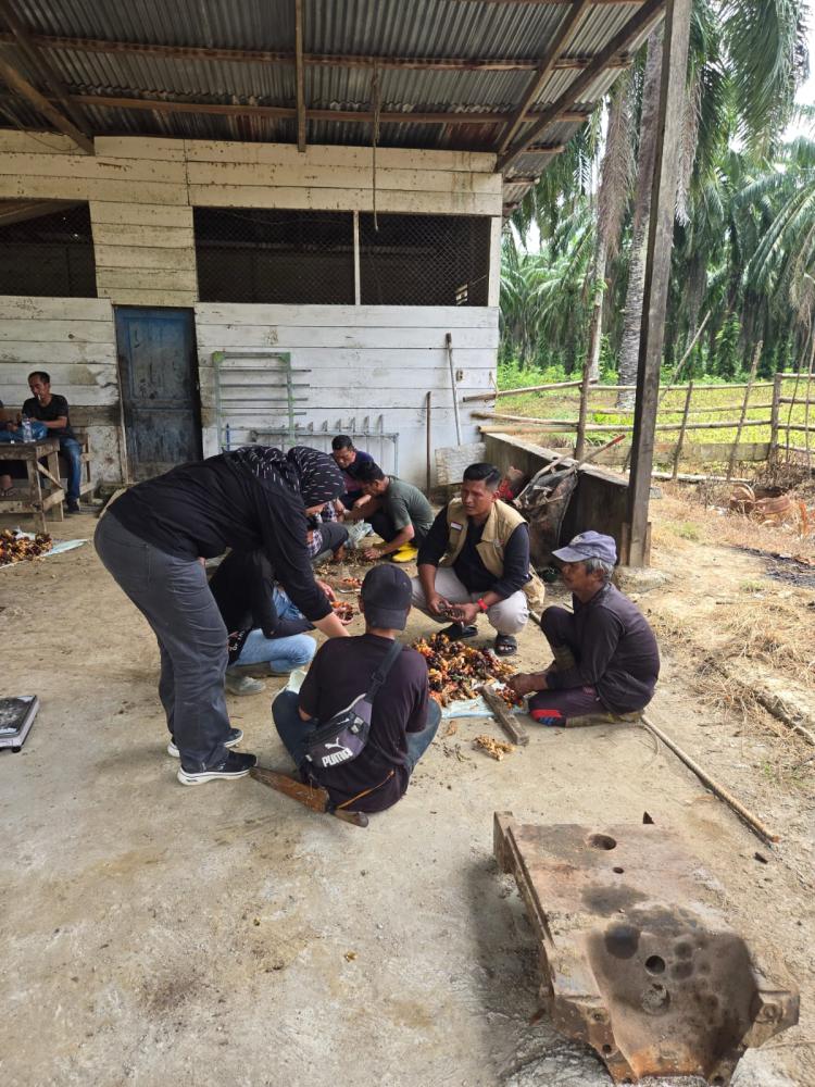 Distanbun Aceh Timur Dinilai Tidak Serius Dalam Pengawasan Harga Pembelian Sawit