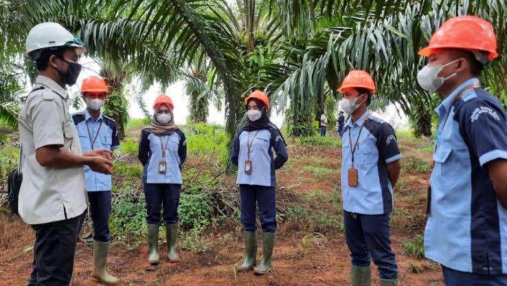 Besok Terakhir! Raih Beasiswa Full KIP Kuliah CWE, Langsung Kerja di Industri Sawit