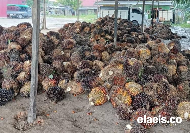 Naik Lagi, Harga Sawit Plasma di Riau Rp3.563,62/Kg