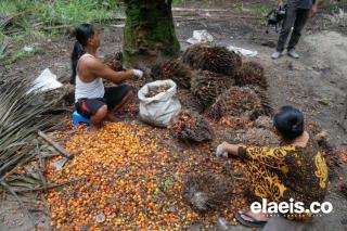 Harga TBS Sawit Swadaya Tertinggi di Sumut Rp 2.950/kg
