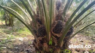 Plasma Naik, Harga Mitra Swadaya Di Riau Ikut Terdongkrak