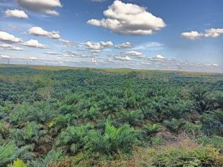 Irigasi Rusak Jadi Pemicu Lahan Persawahan Berubah Jadi Kebun Sawit di Mukomuko