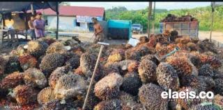 Harga Sawit di Aceh Naik Tipis, Segini Besarannya