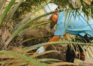 1.597,82 Ha Tanaman Sawit Muda PTPN IV Regional III Masuki Masa Panen