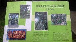 Jejak Akar Sejarah Industri Sawit Dunia di KRB