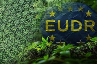 IEU-CEPA Dinilai Tidak Untungkan Sawit Jika EUDR Tetap Berlaku