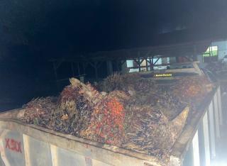 Pelaku Pencurian Sawit di PT IBU Makin Nekat, Pakai Senjata Api