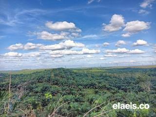 Pemprov Riau Genjot PSR Sampai 10.800 Hektar Tahun Ini