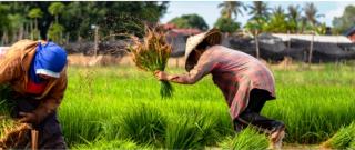 Ratusan Hektare Sawah di PPU Berubah Jadi Kebun Sawit dan Karet