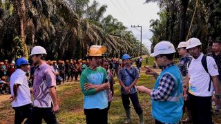 PLN Edukasi Panen Sawit Aman di Bawah Jaringan Listrik