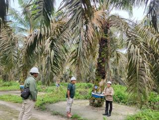PT GSIP Punya Tiga Varietas Benih Sawit, Begini Keunggulannya